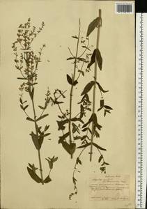 Nepeta nuda subsp. nuda, Eastern Europe, Central forest-and-steppe region (E6) (Russia)