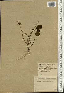 Lamium galeobdolon subsp. galeobdolon, Eastern Europe, North-Western region (E2) (Russia)