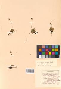 Micranthes merkii subsp. merkii, Siberia, Russian Far East (S6) (Russia)