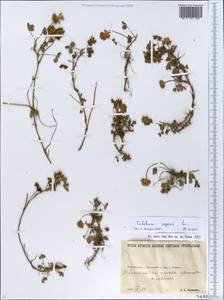 Trifolium repens L., Eastern Europe, North Ukrainian region (E11) (Ukraine)