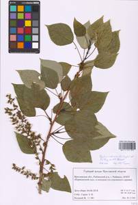 Populus tremuloides Michx., Eastern Europe, Central forest region (E5) (Russia)