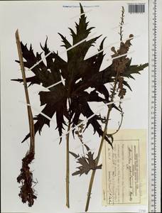 Aconitum septentrionale Koelle, Siberia, Central Siberia (S3) (Russia)