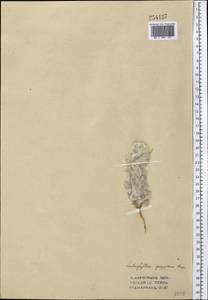 Lachnophyllum gossypinum Bunge, Middle Asia, Syr-Darian deserts & Kyzylkum (M7) (Uzbekistan)