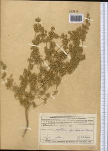 Petrosimonia sibirica (C. A. Mey.) Bunge, Middle Asia, Muyunkumy, Balkhash & Betpak-Dala (M9) (Kazakhstan)