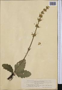 Salvia austriaca Jacq., Western Europe (EUR) (Romania)