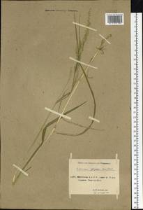 Beckmannia syzigachne (Steud.) Fernald, Siberia, Yakutia (S5) (Russia)