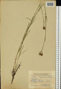 Dianthus capitatus subsp. andrzejowskianus Zapal., Eastern Europe, Lower Volga region (E9) (Russia)