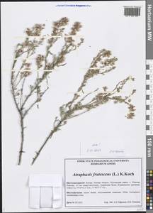 Atraphaxis frutescens (L.) Eversm., Siberia, Western Siberia (S1) (Russia)