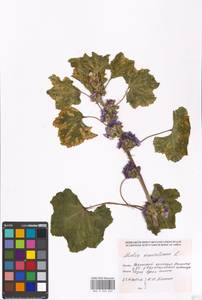 Malva sylvestris var. mauritiana (L.) Boiss., Eastern Europe, Moscow region (E4a) (Russia)