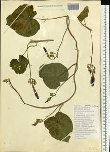 Ipomoea purpurea (L.) Roth, Eastern Europe, Lower Volga region (E9) (Russia)