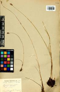 Carex enervis C.A.Mey., Siberia, Baikal & Transbaikal region (S4) (Russia)