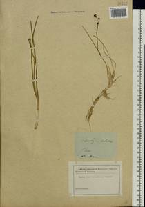 Scheuchzeria palustris L., Eastern Europe, North-Western region (E2) (Russia)