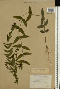 Scutellaria galericulata L., Eastern Europe, Northern region (E1) (Russia)