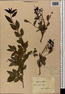 Ligustrum vulgare L., Caucasus, Black Sea Shore (from Novorossiysk to Adler) (K3) (Russia)