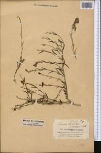 Linaria bungei Kuprian., Middle Asia, Dzungarian Alatau & Tarbagatai (M5) (Kazakhstan)