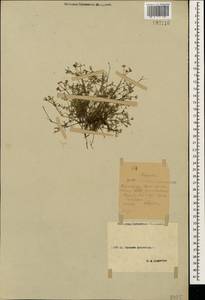 Asperula affinis Boiss. & A.Huet, Caucasus, Stavropol Krai, Karachay-Cherkessia & Kabardino-Balkaria (K1b) (Russia)