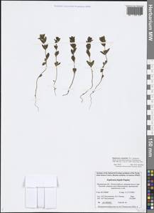 Euphrasia frigida Pugsley, Eastern Europe, Northern region (E1) (Russia)