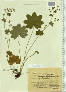 Alchemilla glyphodonta Juz., Eastern Europe, Central forest region (E5) (Russia)