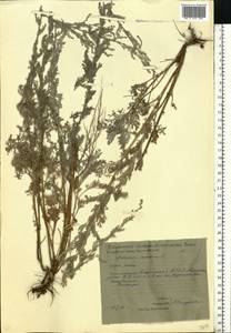 Artemisia maritima L., Eastern Europe, Eastern region (E10) (Russia)