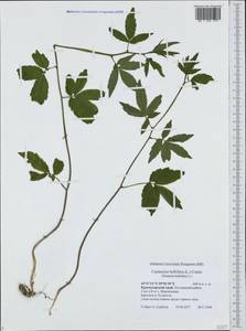 Cardamine bulbifera (L.) Crantz, Caucasus, Black Sea Shore (from Novorossiysk to Adler) (K3) (Russia)