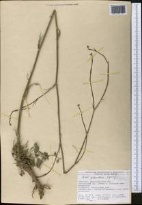 Seseli giganteum Lipsky, Middle Asia, Western Tian Shan & Karatau (M3) (Kyrgyzstan)