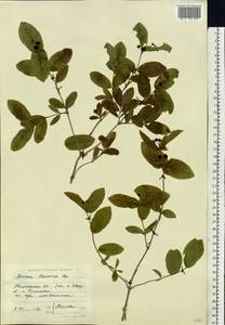 Lonicera chamissoi Bunge, Siberia, Chukotka & Kamchatka (S7) (Russia)