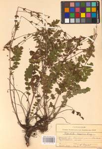 Potentilla pimpinelloides L., Eastern Europe, Central forest-and-steppe region (E6) (Russia)
