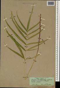 Pteris cretica L., Caucasus, Abkhazia (K4a) (Abkhazia)