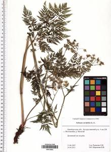 Selinum carvifolia (L.) L., Eastern Europe, Eastern region (E10) (Russia)