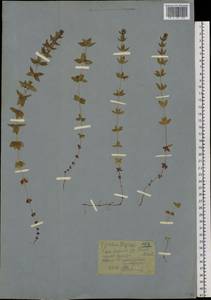 Cruciata glabra subsp. krylovii (Iljin) E.G.Naumova, Siberia, Western (Kazakhstan) Altai Mountains (S2a) (Kazakhstan)