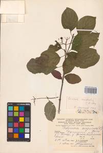 Cornus sanguinea L., Eastern Europe, West Ukrainian region (E13) (Ukraine)