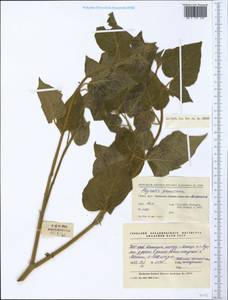 Physalis peruviana L., South Asia, South Asia (Asia outside ex-Soviet states and Mongolia) (ASIA) (China)