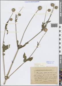Dipsacus pilosus L., Caucasus, Krasnodar Krai & Adygea (K1a) (Russia)