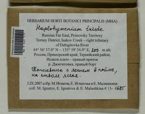 Haplohymenium triste (Ces.) Kindb., Bryophytes, Bryophytes - Russian Far East (excl. Chukotka & Kamchatka) (B20) (Russia)