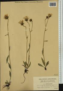 Hieracium glabratum Hoppe ex Willd., Western Europe (EUR) (Austria)
