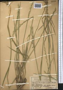 Thinopyrum intermedium subsp. intermedium, Middle Asia, Western Tian Shan & Karatau (M3) (Kazakhstan)