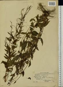 Epilobium montanum L., Eastern Europe, West Ukrainian region (E13) (Ukraine)