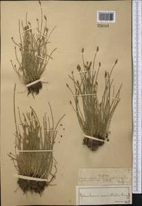 Eleocharis mamillata (H.Lindb.) H.Lindb., Middle Asia, Muyunkumy, Balkhash & Betpak-Dala (M9) (Kazakhstan)
