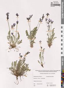 Oxytropis darpirensis Jurtzev & A.P.Khokhr., Siberia, Chukotka & Kamchatka (S7) (Russia)