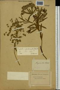 Euphorbia virgata Waldst. & Kit., Eastern Europe, Eastern region (E10) (Russia)