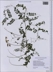 Vicia sylvatica L., Western Europe (EUR) (Germany)