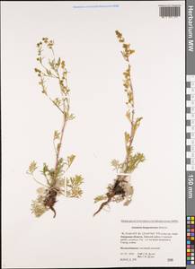 Artemisia bargusinensis Spreng., Siberia, Russian Far East (S6) (Russia)