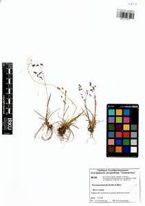 Poa paucispicula Scribn. & Merr., Siberia, Central Siberia (S3) (Russia)