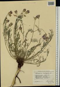 Astragalus onobrychis L., Eastern Europe, North Ukrainian region (E11) (Ukraine)