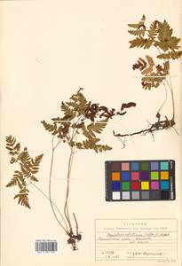 Gymnocarpium robertianum (Hoffm.) Newman, Siberia, Russian Far East (S6) (Russia)