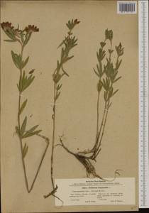 Trifolium lupinaster L., Western Europe (EUR) (Poland)