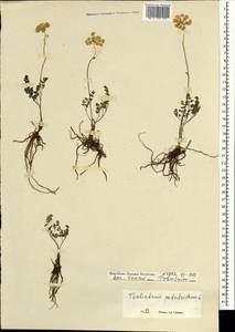 Thalictrum petaloideum L., Mongolia (MONG) (Mongolia)