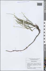 Ephedra distachya L., Eastern Europe, Middle Volga region (E8) (Russia)