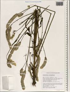 Celosia argentea L., South Asia, South Asia (Asia outside ex-Soviet states and Mongolia) (ASIA) (Vietnam)