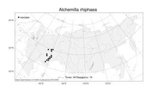 Alchemilla rhiphaea Juz., Atlas of the Russian Flora (FLORUS) (Russia)